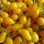 Gele cocktailtomaat ‘Yellow Pear’ (Solanum lycopersicum) zaden