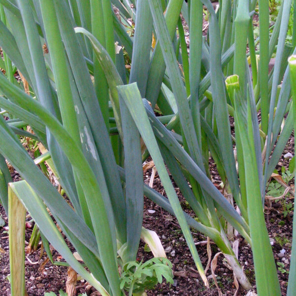Bosui White Lisbon  (Allium cepa) zaden