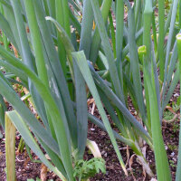 Bosui White Lisbon  (Allium cepa) zaden