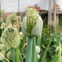 Bosui White Lisbon  (Allium cepa) zaden