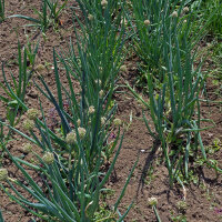 Bosui White Lisbon  (Allium cepa) zaden