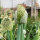 Bosui White Lisbon  (Allium cepa) zaden