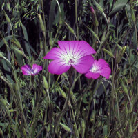 Bolderik (Agrostemma githago) zaden
