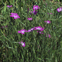Bolderik (Agrostemma githago) zaden