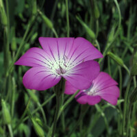 Bolderik (Agrostemma githago) zaden