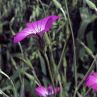 Bolderik (Agrostemma githago) zaden