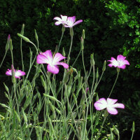 Bolderik (Agrostemma githago) zaden