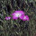Bolderik (Agrostemma githago) zaden
