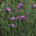 Bolderik (Agrostemma githago) zaden