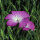 Bolderik (Agrostemma githago) zaden
