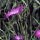 Bolderik (Agrostemma githago) zaden