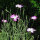 Bolderik (Agrostemma githago) zaden