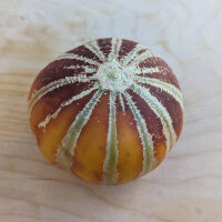 Kajarimeloen (Cucumis melo) zaden