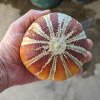 Kajarimeloen (Cucumis melo) zaden