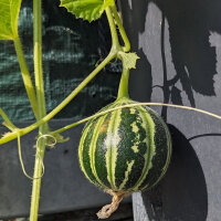 Kajarimeloen (Cucumis melo) zaden