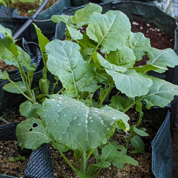 Abessijnse kool (Brassica carinata) zaden