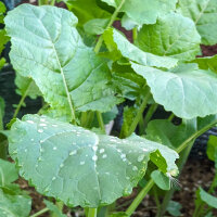 Abyssinische kool (Brassica carinata) zaden
