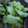 Abyssinische kool (Brassica carinata) zaden