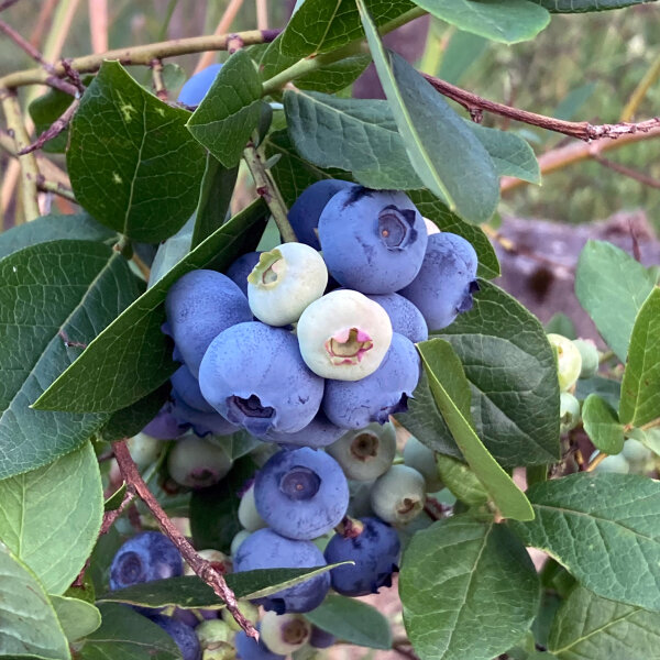 Amerikaanse Blauwe Bes (Vaccinium corymbosum) zaden