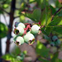 Amerikaanse Blauwe Bes (Vaccinium corymbosum) zaden