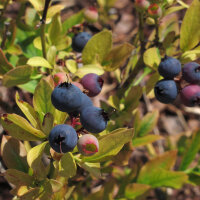 Amerikaanse Blauwe Bes (Vaccinium corymbosum) zaden