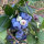 Amerikaanse Blauwe Bes (Vaccinium corymbosum) zaden