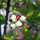 Amerikaanse Blauwe Bes (Vaccinium corymbosum) zaden