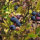 Amerikaanse Blauwe Bes (Vaccinium corymbosum) zaden