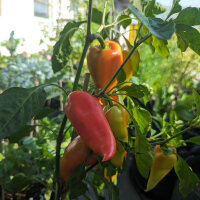 Zoete paprika Roter Augsburger (Capsicum annuum)...