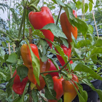 Zoete paprika Roter Augsburger (Capsicum annuum)...