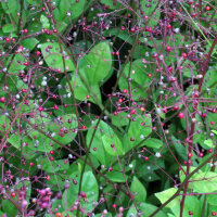 Aardginseng (Talinum paniculatum) zaden