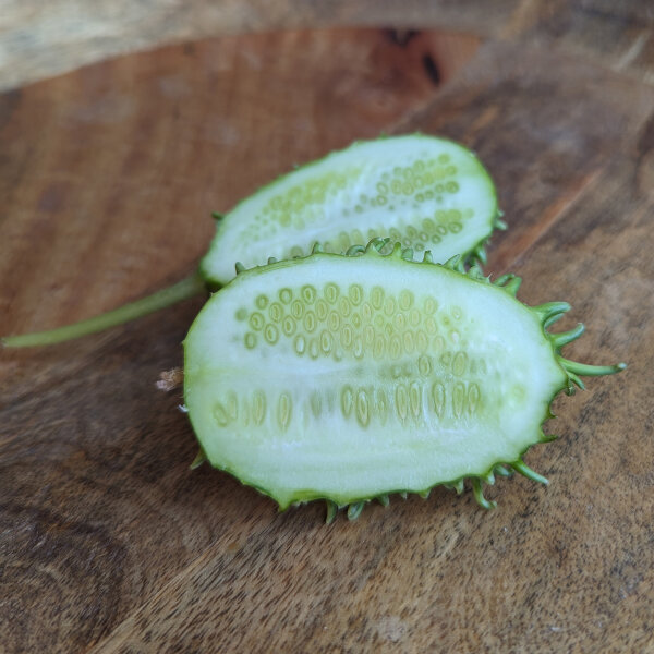 Antilliaanse komkommer (Cucumis anguria) zaden