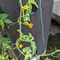 Antilliaanse komkommer (Cucumis anguria) zaden