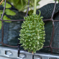 Antilliaanse komkommer (Cucumis anguria) zaden