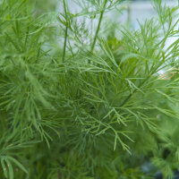 Dille Compact (Anethum graveolens) zaden