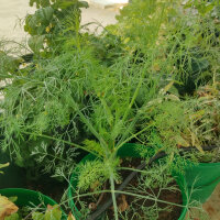 Dille Compact (Anethum graveolens) zaden
