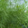 Dille Compact (Anethum graveolens) zaden