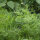Dille Compact (Anethum graveolens) zaden
