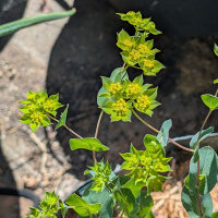 Rondbladig hazenoor ‘Griffithii’ (Bupleurum rotundifolium) zaden