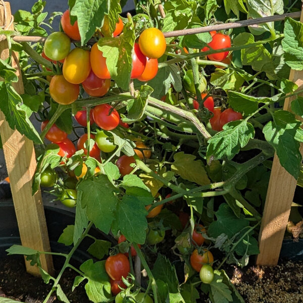 Cocktailtomaat Principe Borghese (Solanum lycopersicum) zaad