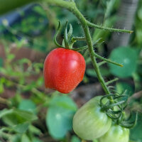 Cherrytomaat Principe Borghese (Solanum lycopersicum) zaden