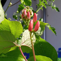 Pronkboon Hestia (Phaseolus coccineus) zaden
