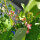 Pronkboon Hestia (Phaseolus coccineus) zaden