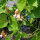 Pronkboon Hestia (Phaseolus coccineus) zaden