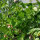 Pronkboon Hestia (Phaseolus coccineus) zaden