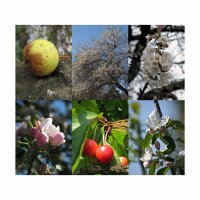 Wilde fruitbomen – zaad set