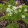 Venuskam (Scandix pecten-veneris) zaden