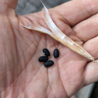 Teparyboon Black Mitla (Phaseolus acutifolius)  zaden