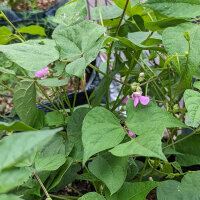 Teparyboon Black Mitla (Phaseolus acutifolius)  zaden