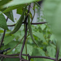 Teparyboon Black Mitla (Phaseolus acutifolius)  zaden